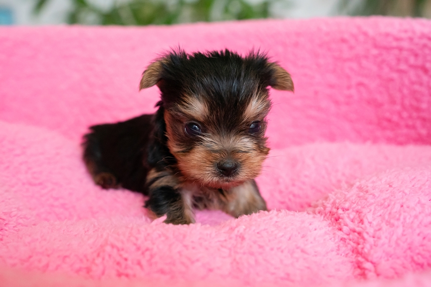 ヨークシャーテリアの子犬が生まれています。