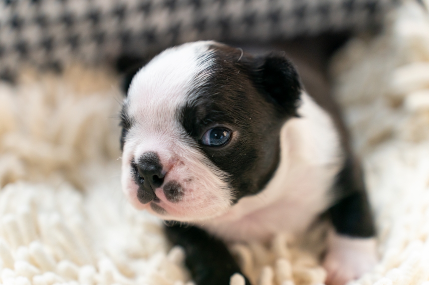 ボストンテリアの子犬が生まれました。