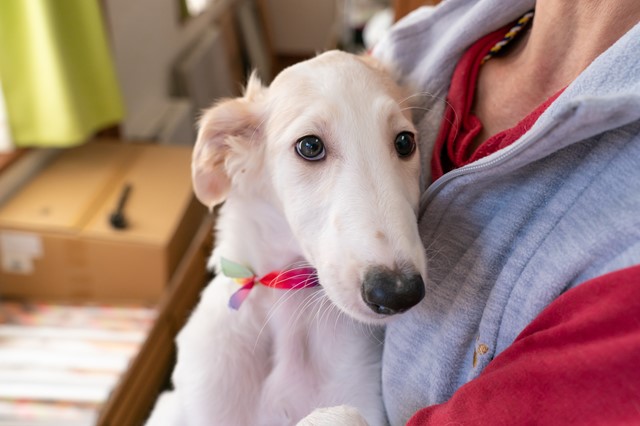 ボルゾイの子犬が生まれています！