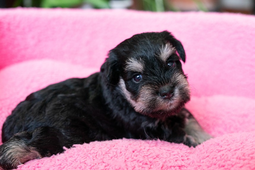 ミニチュアシュナウザーの子犬が生まれました！