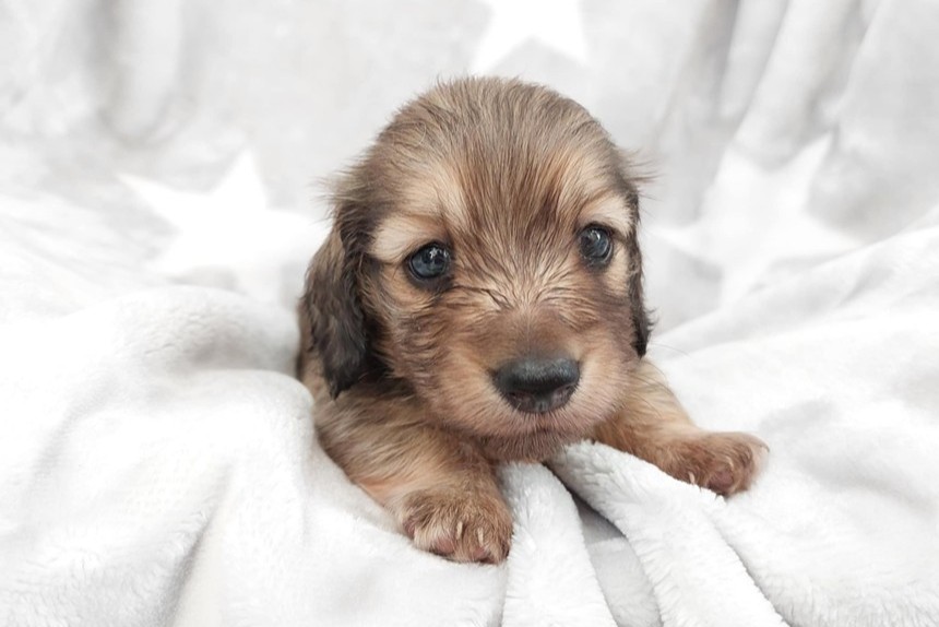 ミニチュアダックスの子犬が生まれました！