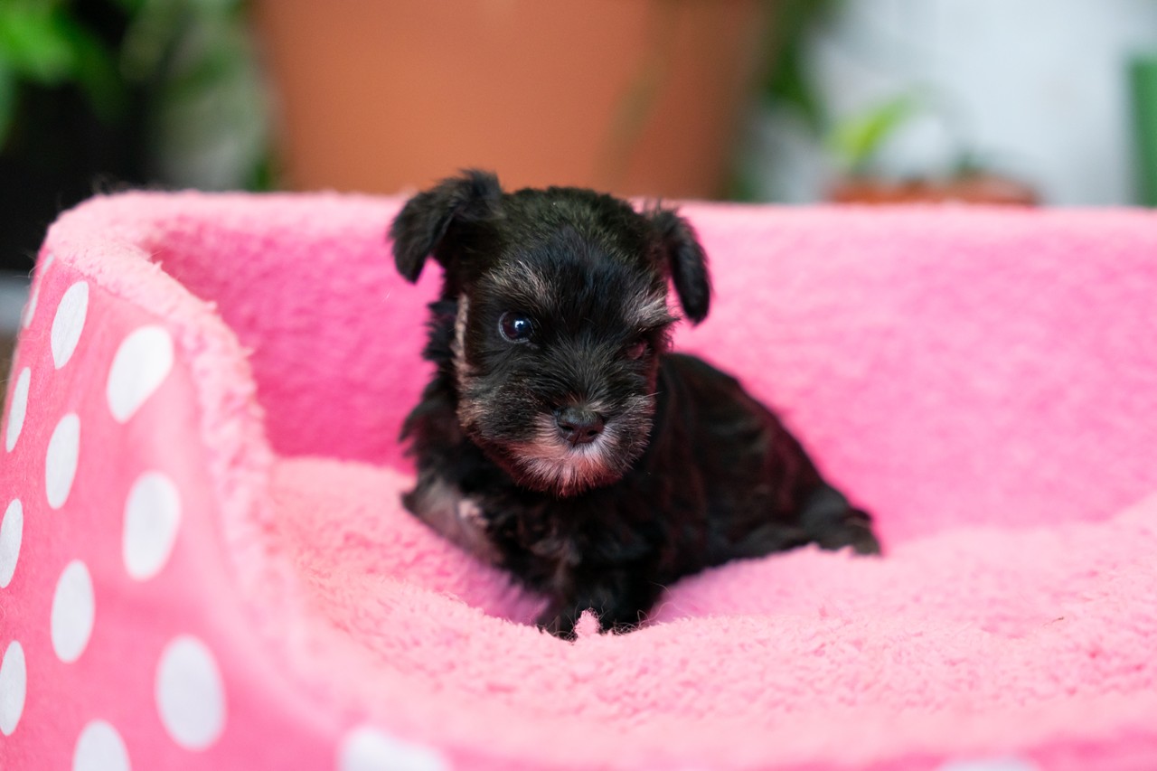 ミニチュアシュナウザーの子犬が生まれました！