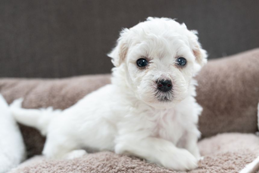 ビションフリーゼの子犬が生まれました！