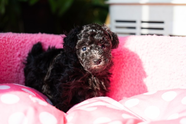 トイプードルとミニチュアシュナウザーが生まれています！